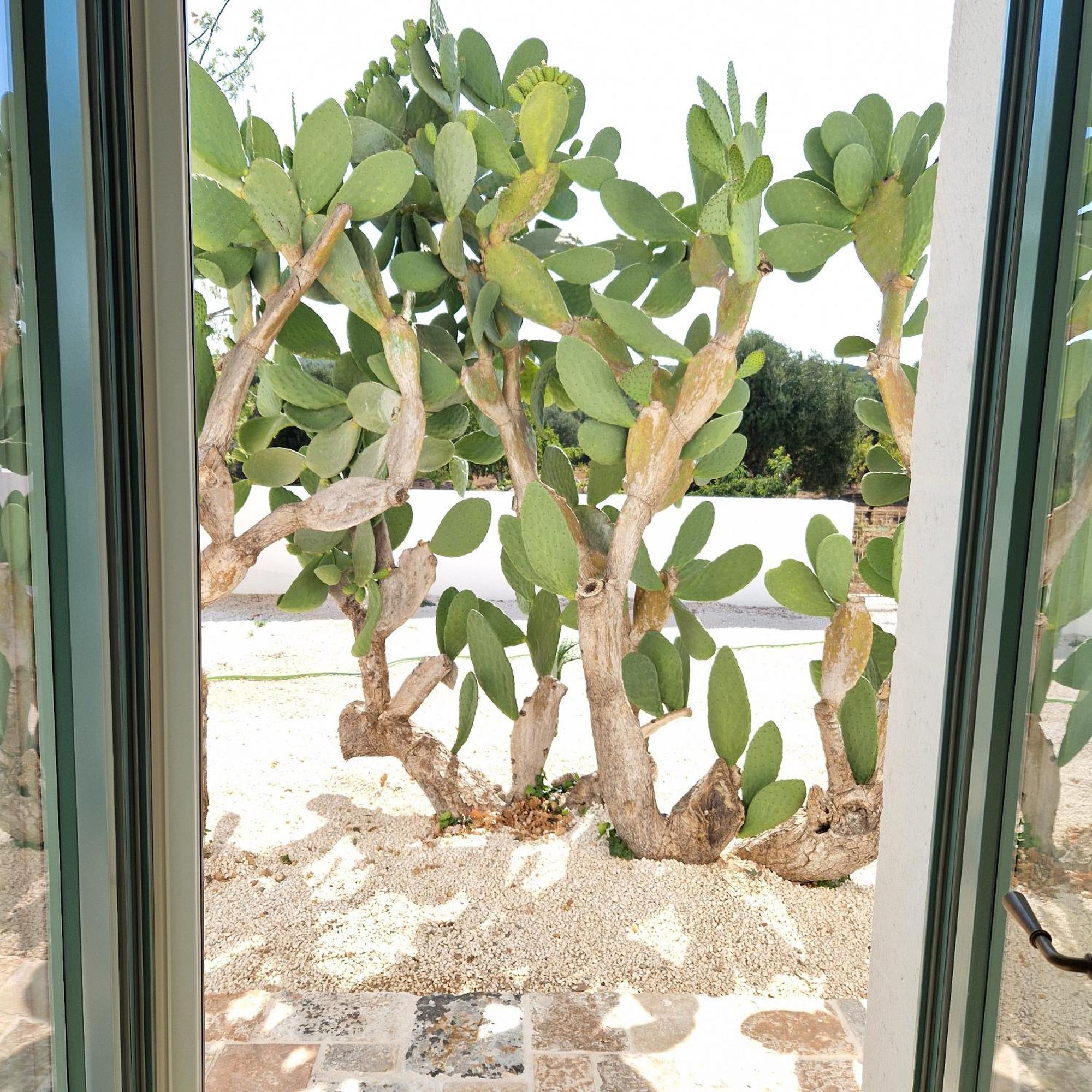 Masseria Paradiso オストゥーニ エクステリア 写真