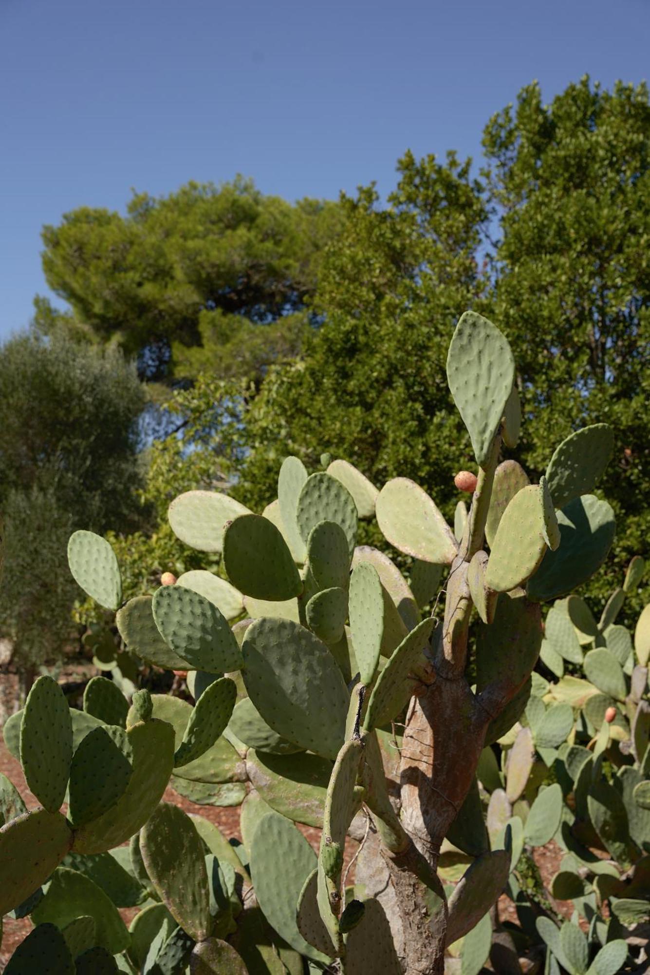 Masseria Paradiso オストゥーニ エクステリア 写真